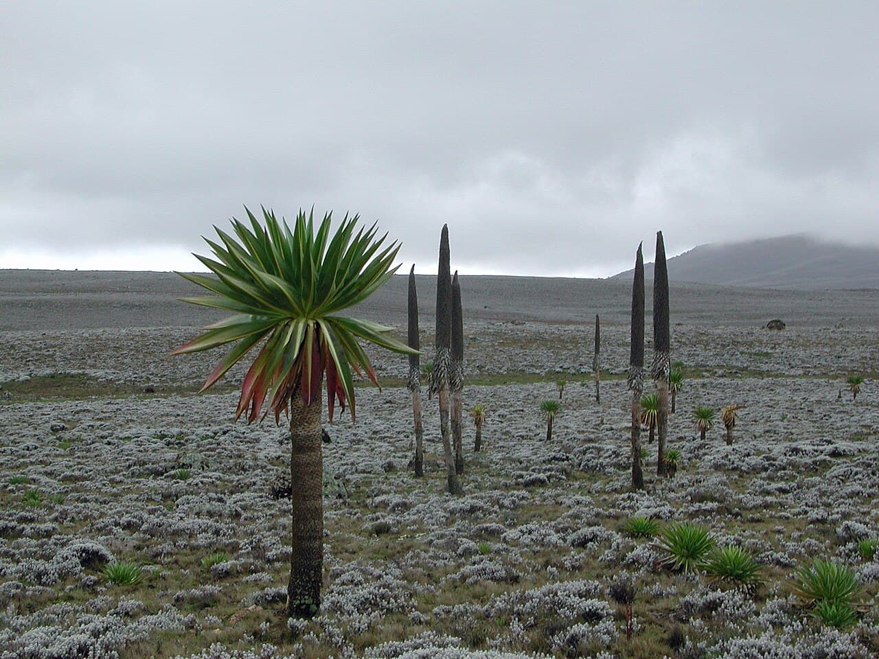 Bale Mountains