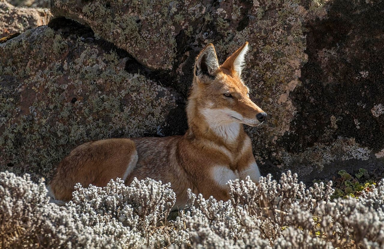 Ethiopian Wildlife